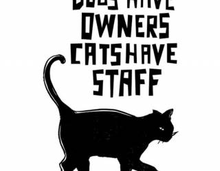 Akril pecsételő 7 x 11 cm - macska-mondás angolul